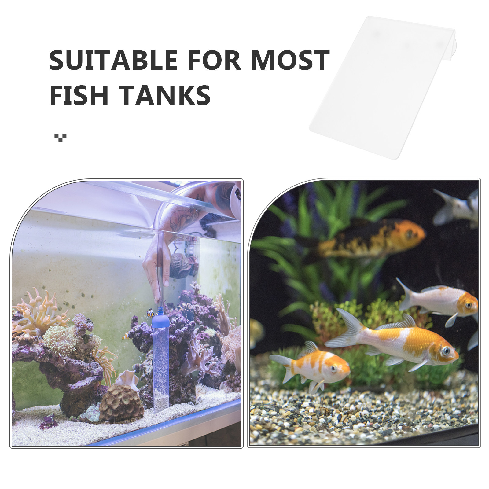 取り外し可能な魚繁殖用軽量アクリル製吸盤デザイン、水槽用産卵 - Aquarium Fish Discus のレビューと価格