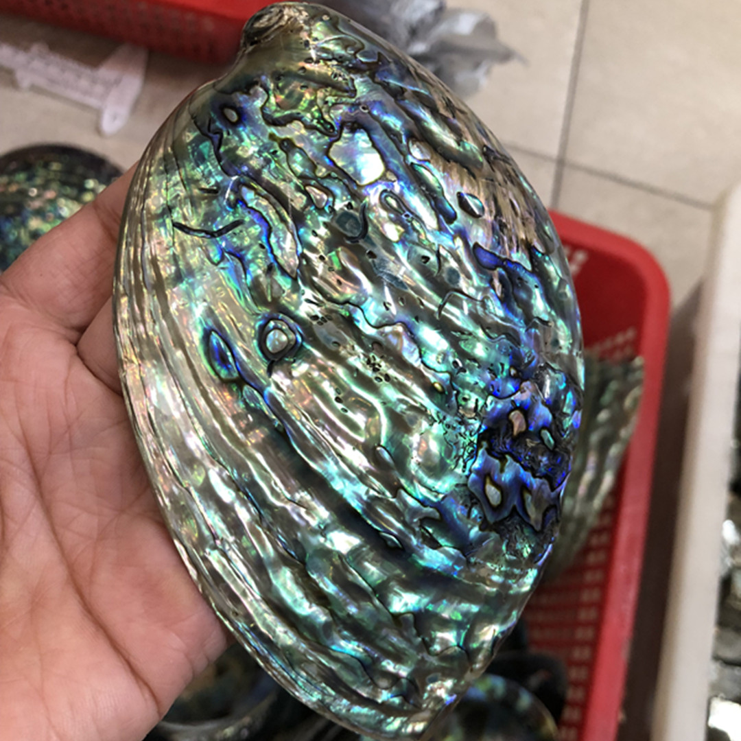 ザランドのポリッシュ仕上げのスタンドアロンシェル,手作りの装 - Aquarium Fish New Zealand のレビューと価格