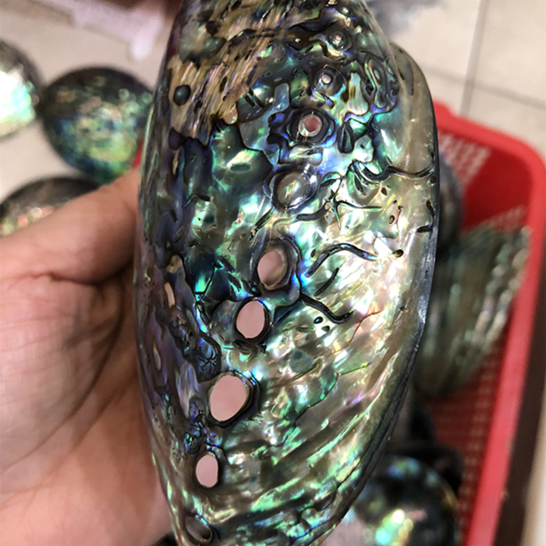 ザランドのポリッシュ仕上げのスタンドアロンシェル,手作りの装 - Aquarium Fish New Zealand のレビューと価格