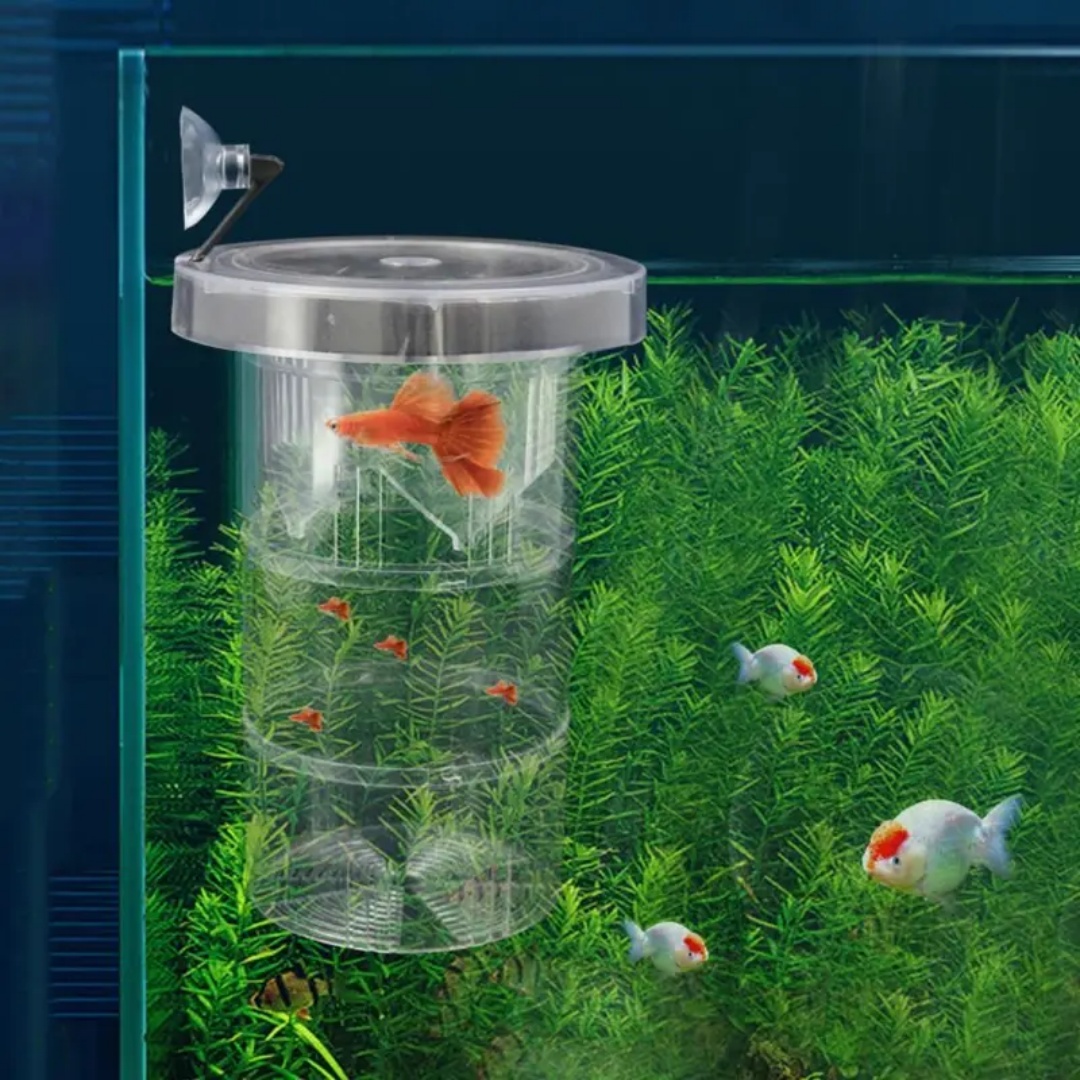 アクリル製浮遊魚繁殖隔離ボックス水槽飼育者フィーダー水槽孵化 - Aquarium Fish Escape のレビューと価格